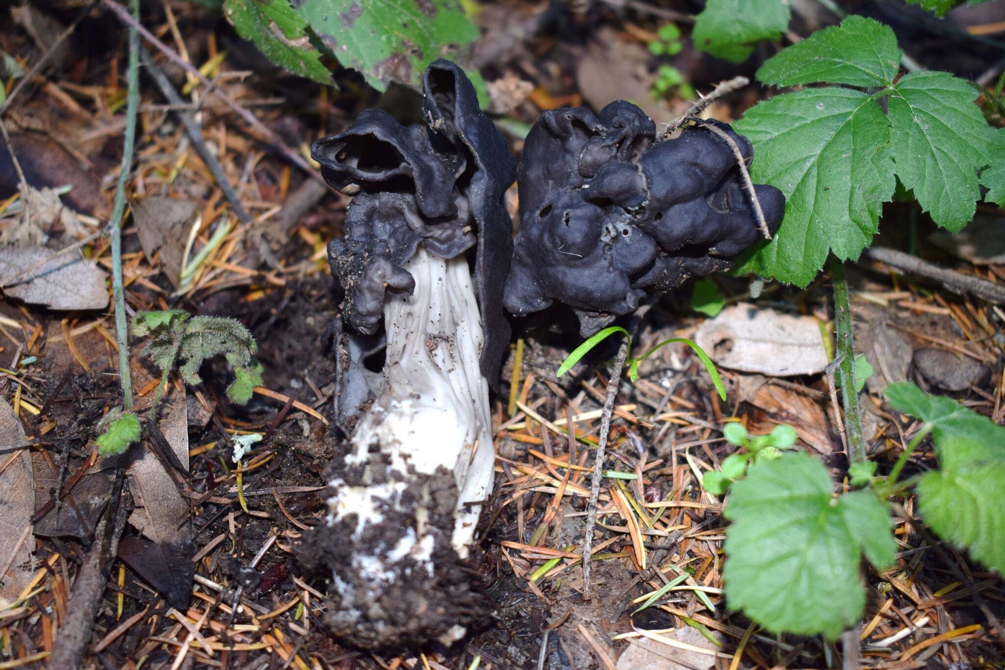 Image of Helvella vespertina N. H. Nguyen & Vellinga 2013