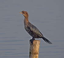 Image of Pygmy Cormorant