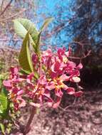 Image de Strophanthus boivinii Baill.