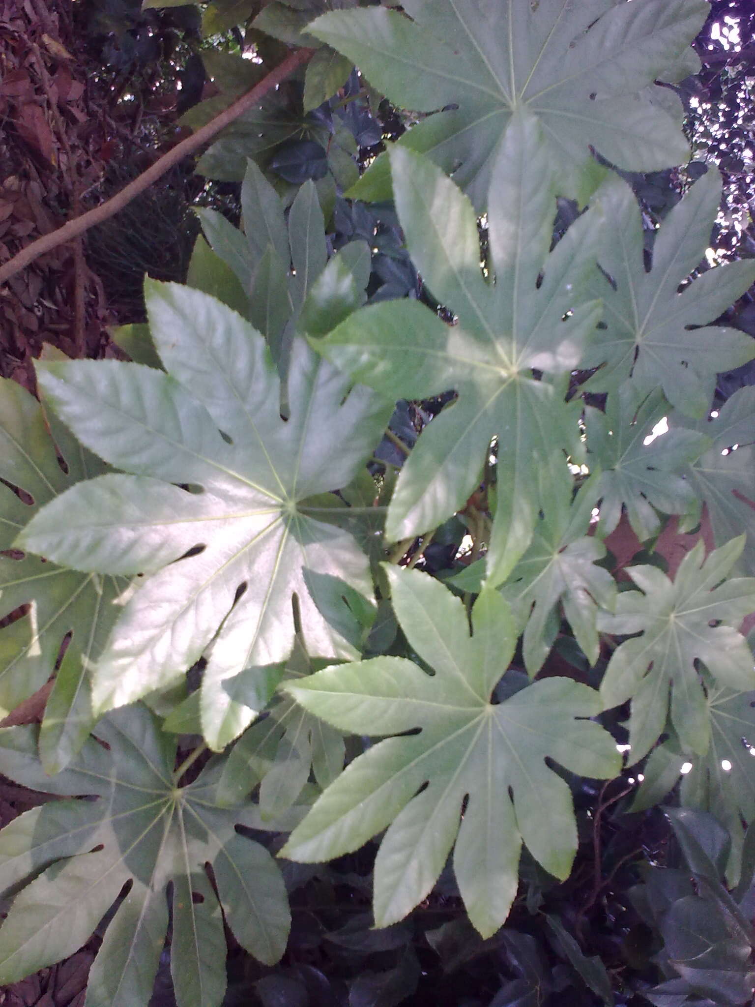 صورة Fatsia