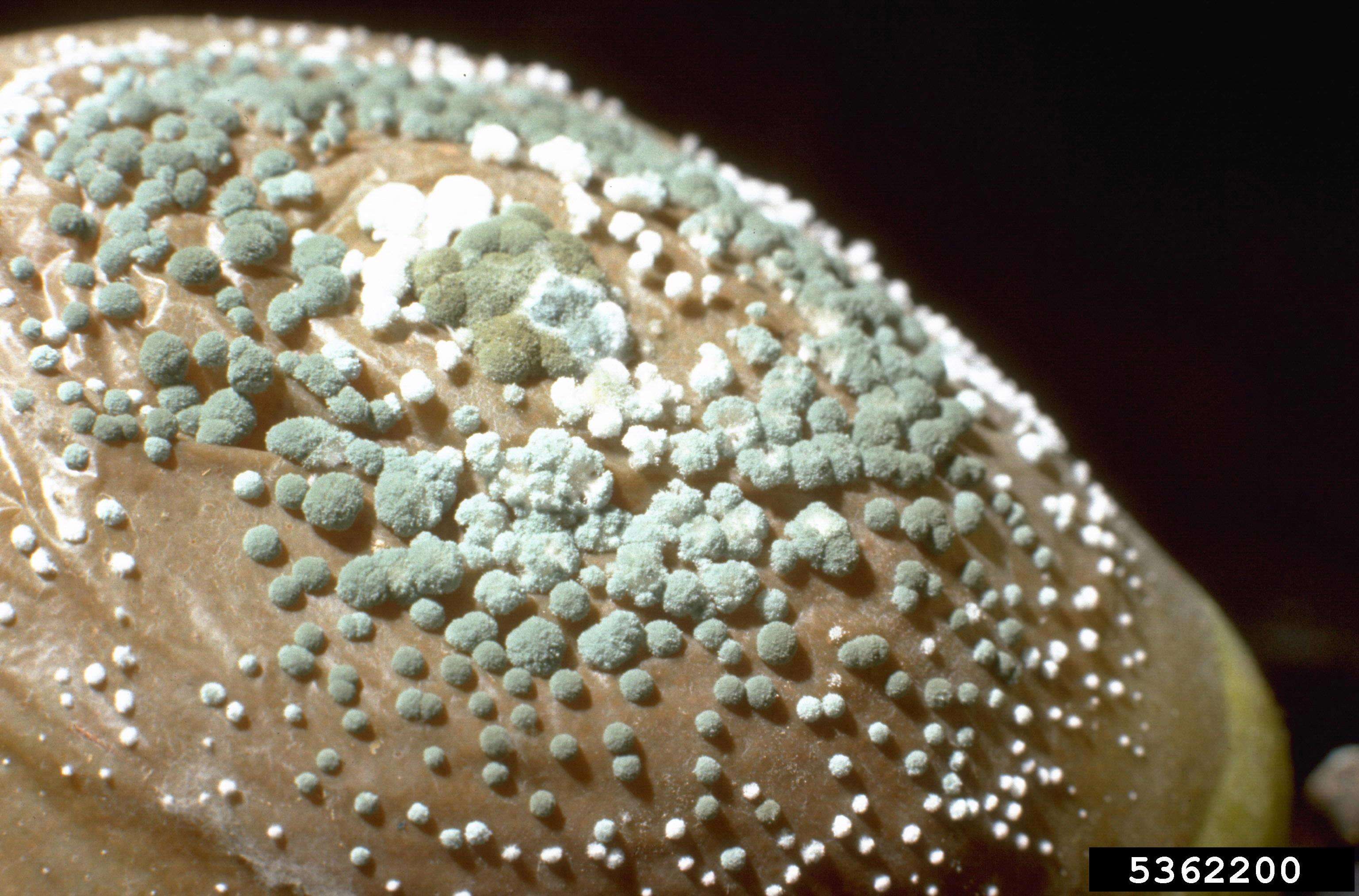 صورة Penicillium expansum Link 1809