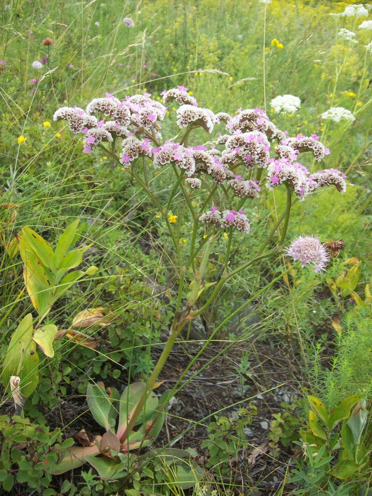 Image of Goniolimon speciosum (L.) Boiss.