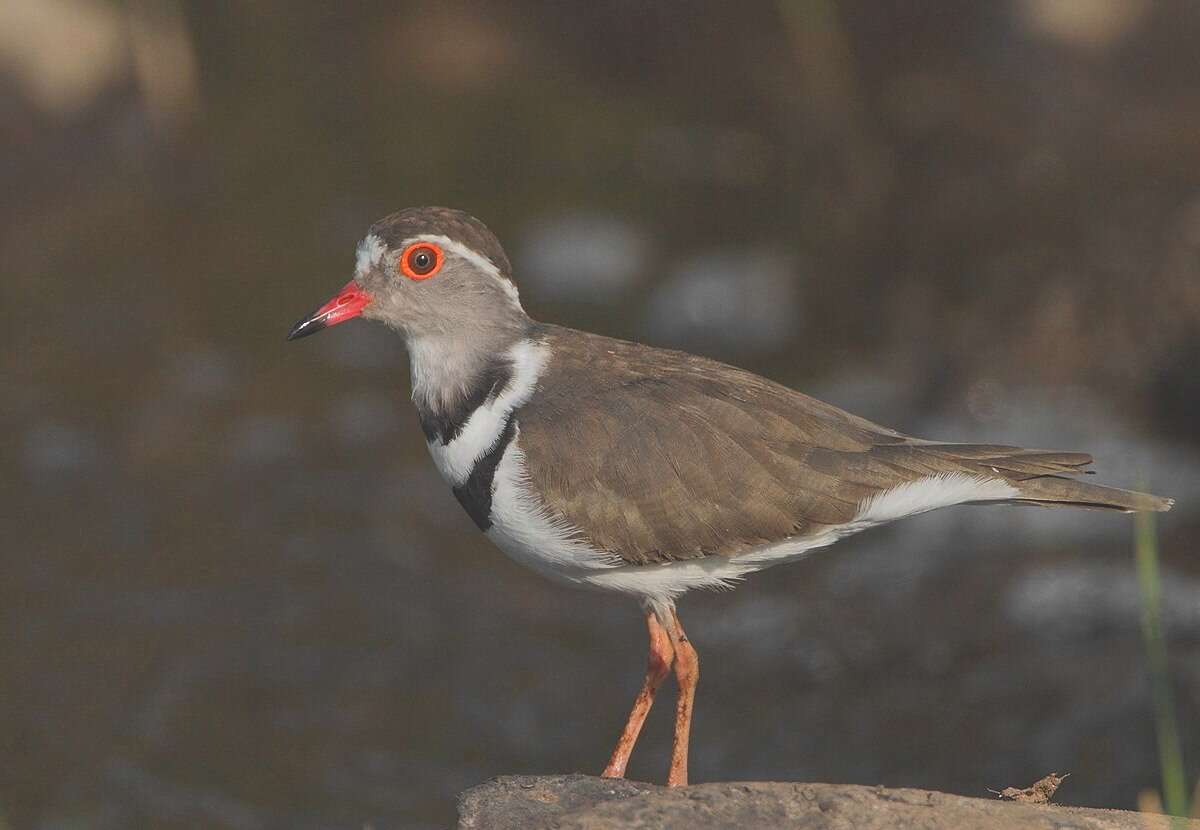 Image of African Three-banded Plover