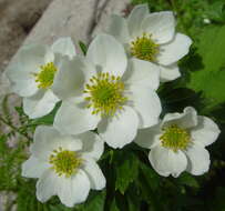 Imagem de Anemonastrum narcissiflorum subsp. narcissiflorum