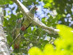 Image of Red-billed Parrot