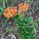 Imagem de Asclepias tuberosa subsp. rolfsii (Britt. ex Vail) Woods.