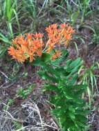 Image of Rolfs' milkweed