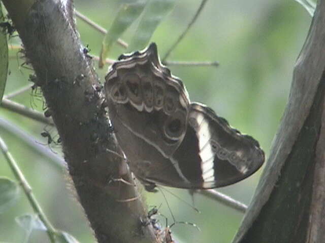 Image of Bamboo Tree Brown