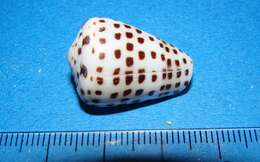 Image of ivory cone