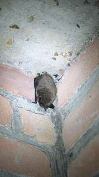 Image of Pond Bat