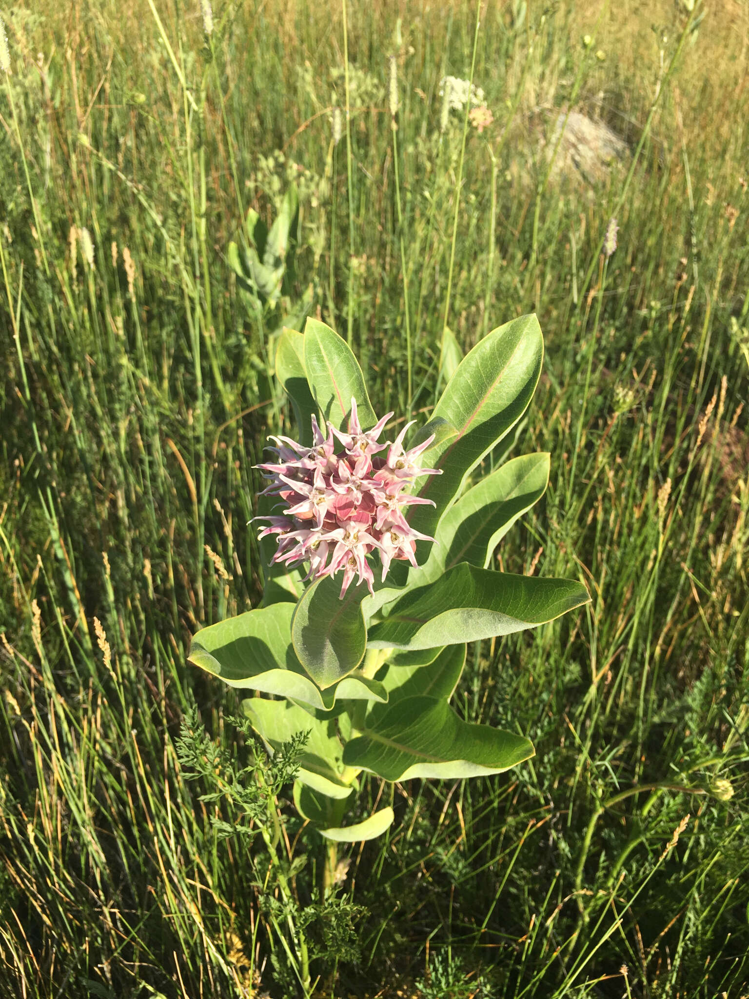 Image of showy milkweed