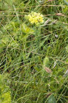 Sivun Euphorbia natalensis Bernh. ex C. Krauss kuva