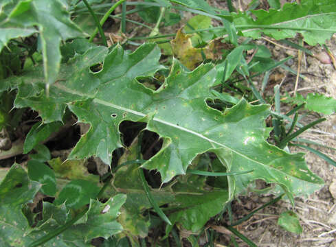 Image of Rust fungus