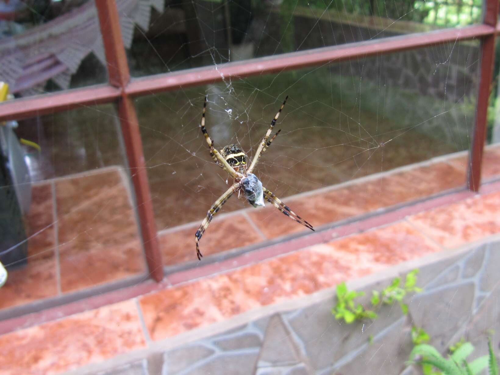 Image of Silver Argiope