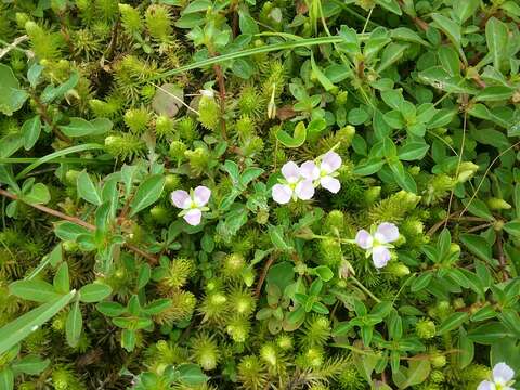 Image of bog-moss family