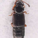 Image of Phloeostiba lapponica (Zetterstedt 1838)