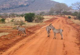 Image of Grant's zebra