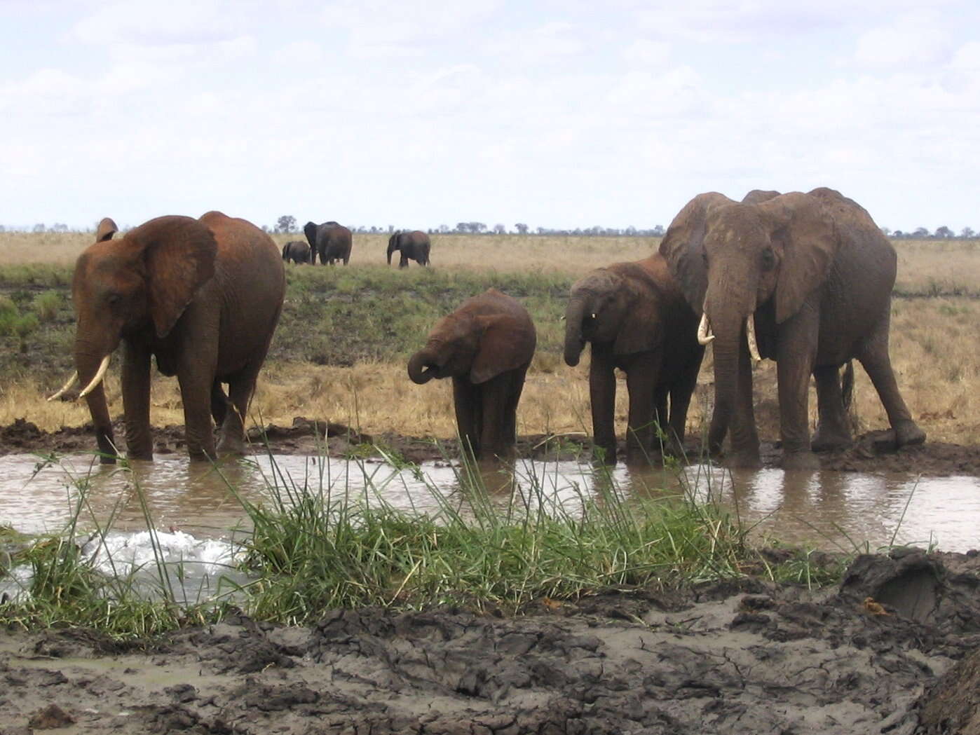 Image of African bush elephant