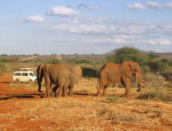 Image of African bush elephant