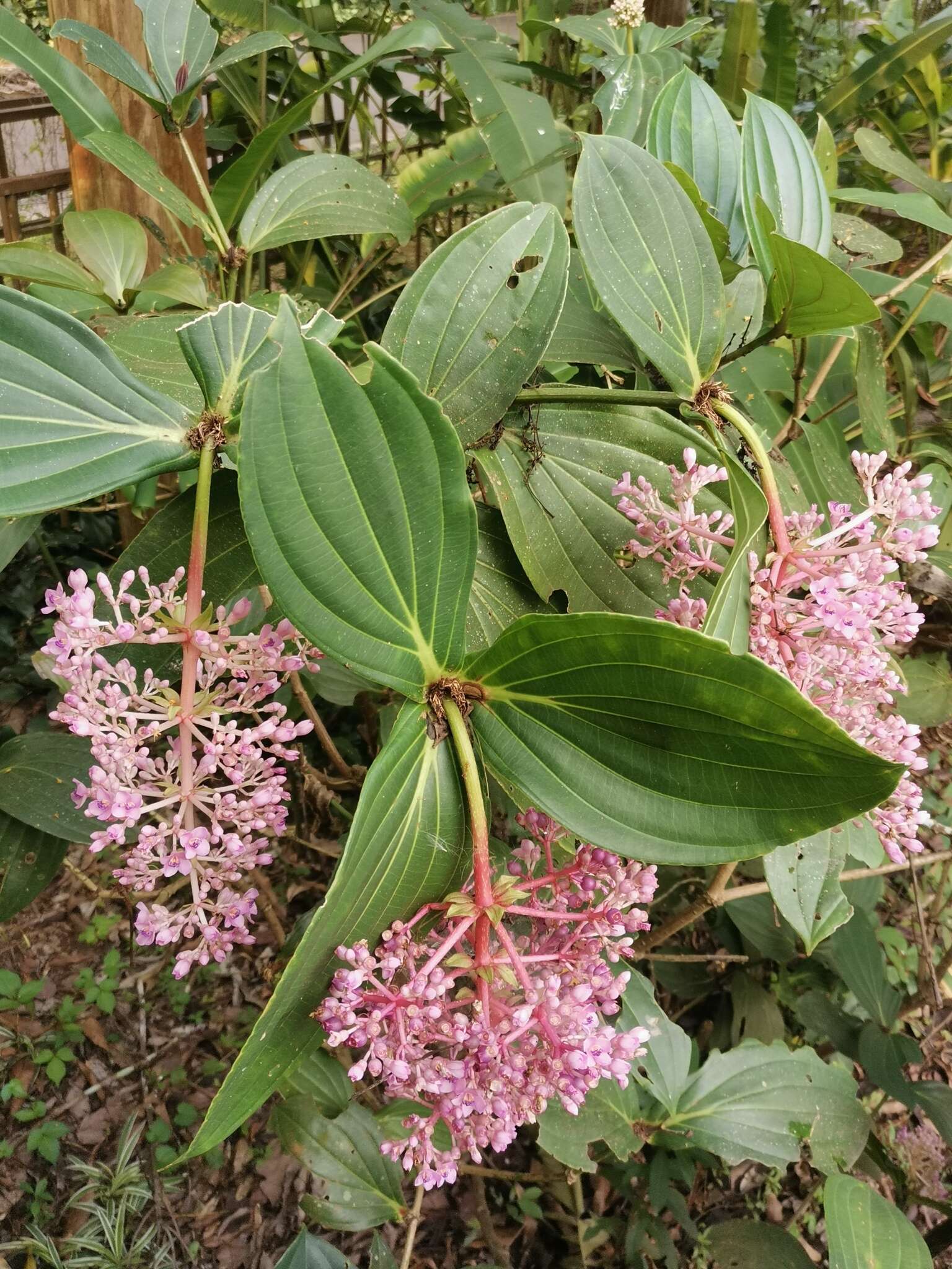 Imagem de Medinilla cumingii Naud.