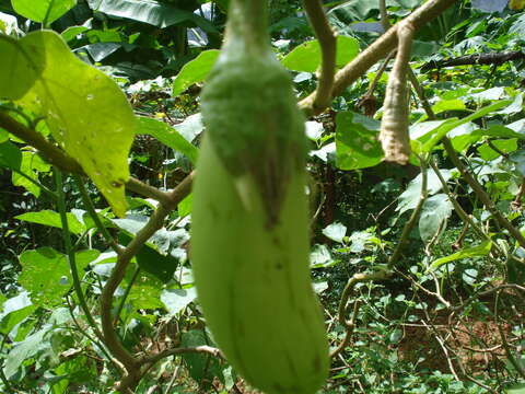 Image of eggplant