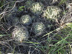 Image of pineapple cactus