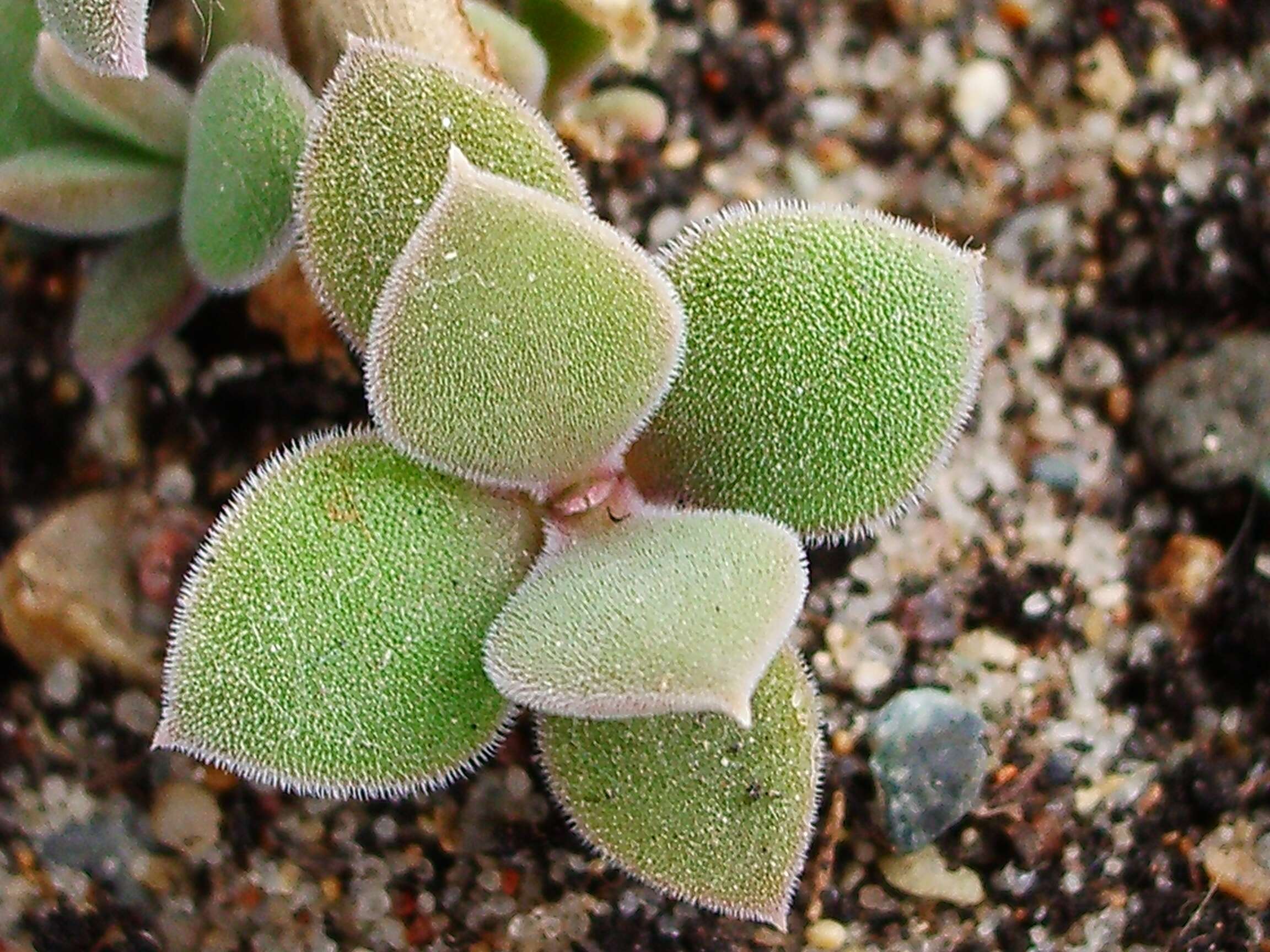 Image of delosperma