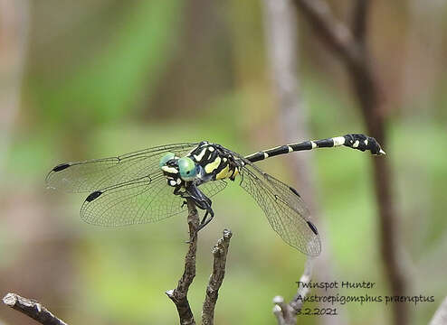 Image of Austroepigomphus Fraser 1953