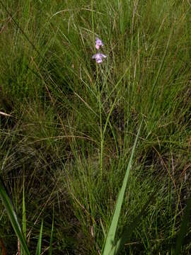 Image of Galeandra styllomisantha (Vell.) Hoehne