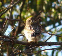 Image of Pearl-spotted Owlet