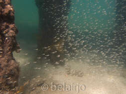 Image of Port Jackson glassfish