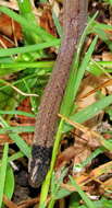Image of Black-headed Centipede Eater