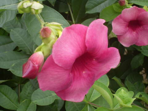 Image of purple allamanda