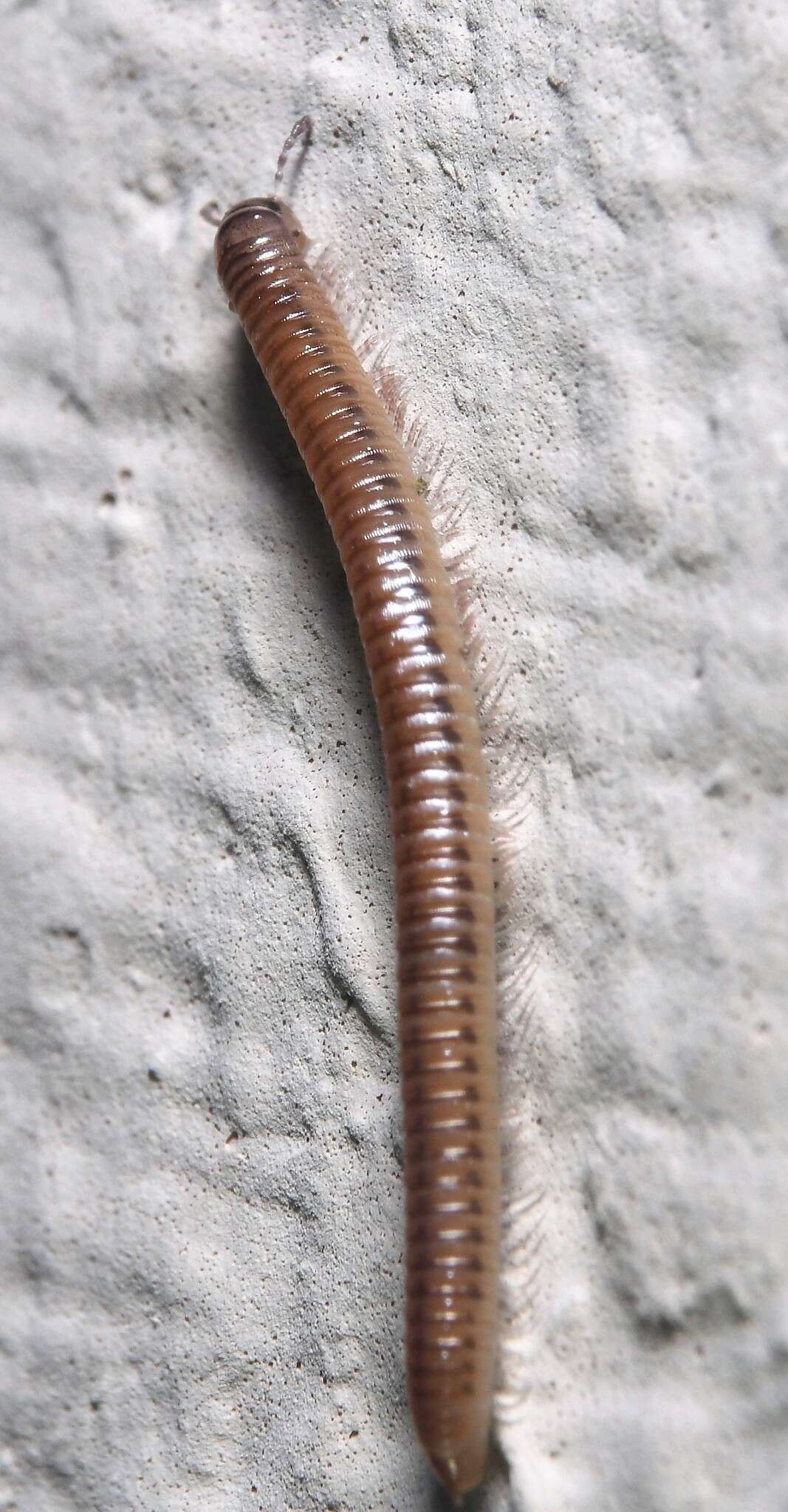 Image of Blunt-tailed Snake Millipede