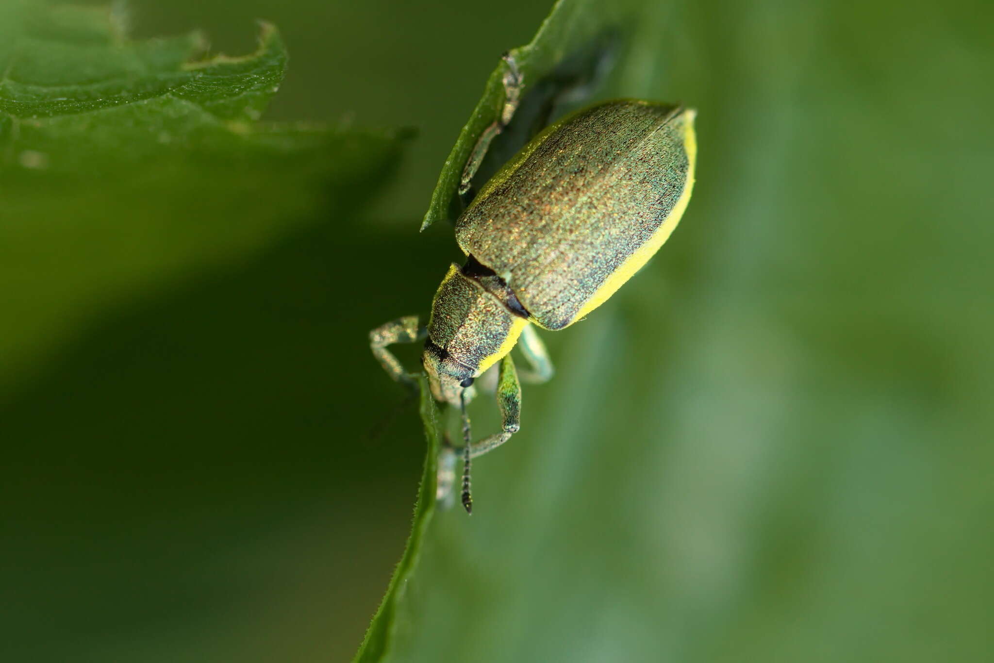 Image of Chlorophanus viridis (Linnaeus 1758)