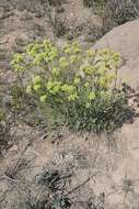 Image of Crassula mesembryanthoides subsp. hispida