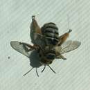 Image of Broad-banded Longhorn