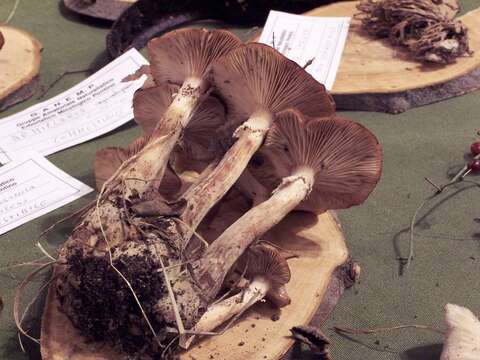 Image of Armillaria gallica Marxm. & Romagn. 1987