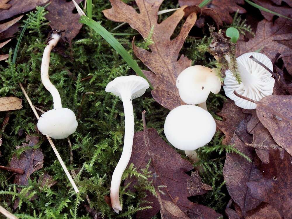 Image of Hygrophorus eburneus (Bull.) Fr. 1838