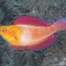 Image of Red-finned wrasse