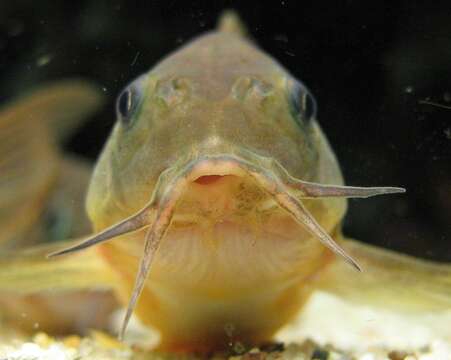 Plancia ëd Corydoras aeneus (Gill 1858)