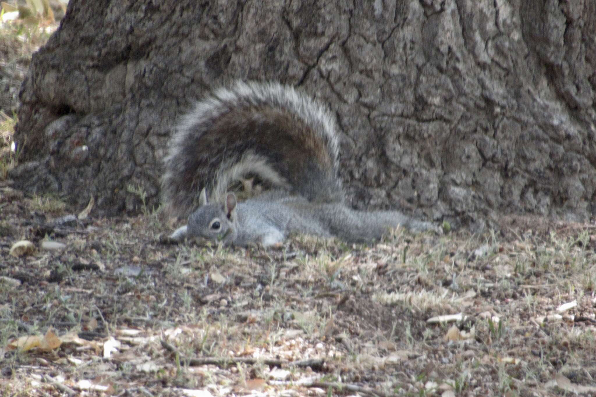 Image of Arizona Gray Squirrel