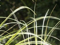 Image of Stipa austroitalica Martinovský