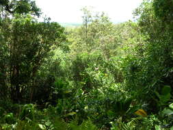 Imagem de Cordyline fruticosa (L.) A. Chev.