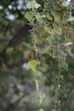 صورة Zehneria marlothii (Cogn.) R. & A. Fernandes