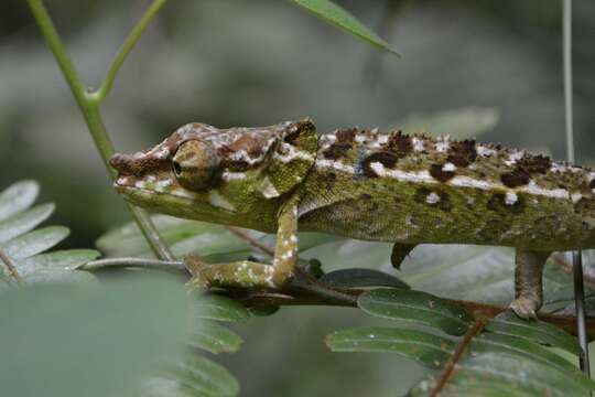 Image of Yellow-green Chameleon