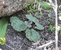 Image of Pelargonium barklyi S. Elliot