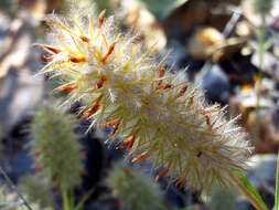 Image of Narrow Clover