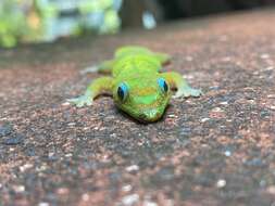 Image of gold dust day gecko