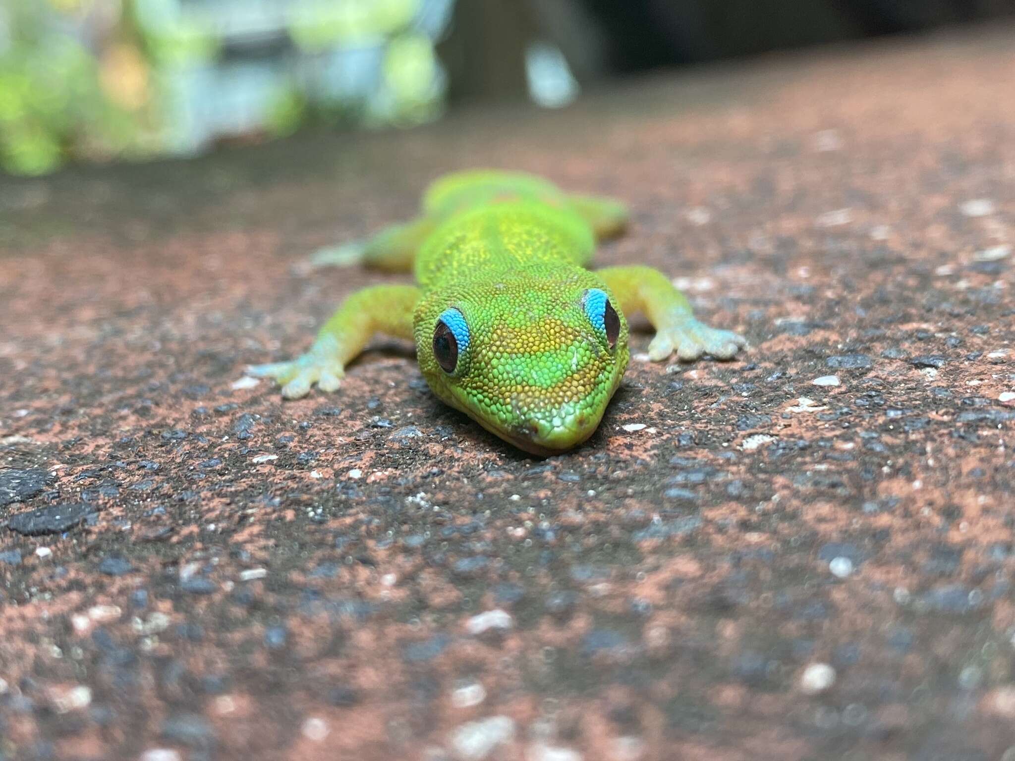 Image of gold dust day gecko